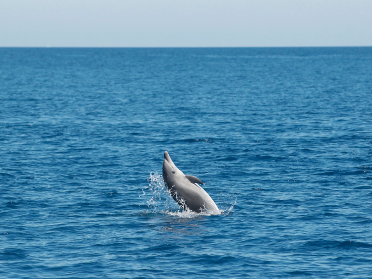 Il Centro Centro Ricerca Cetacei Il Centro Centro Ricerca Cetacei